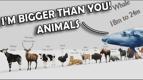 I'M BIGGER THAN YOU ((animal size comparison ))