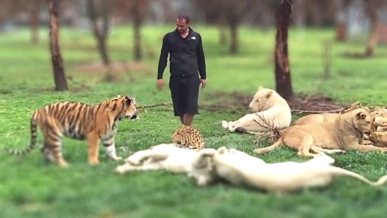 Loyal Tiger Saves man from leopard attack