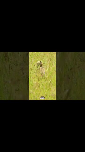 Serval Catches A Mouse! | Saturday #shorts | #giveityourbestshort