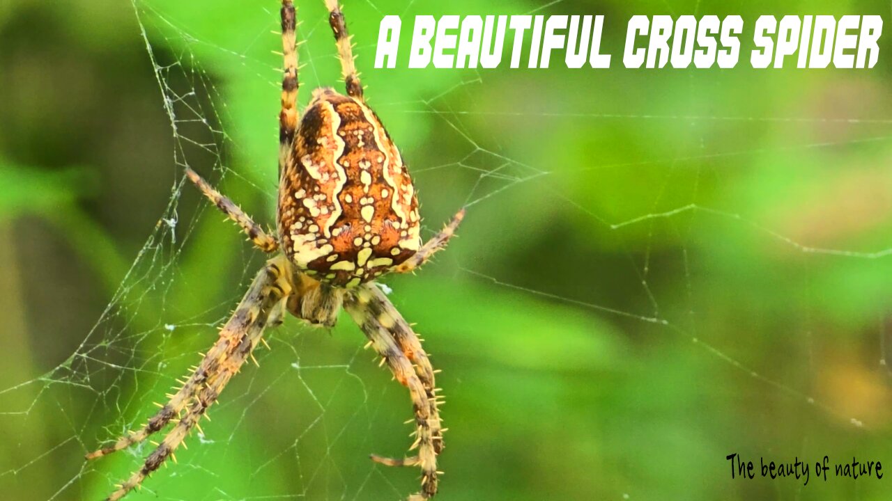 A beautiful cross spider in a web.