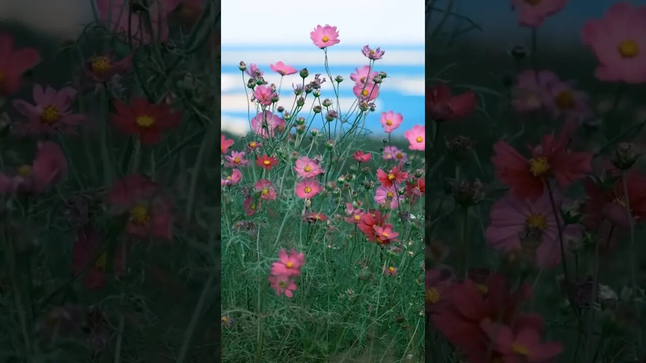 Pink Flowers