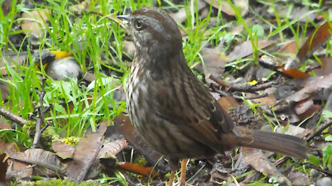 Song Sparrow