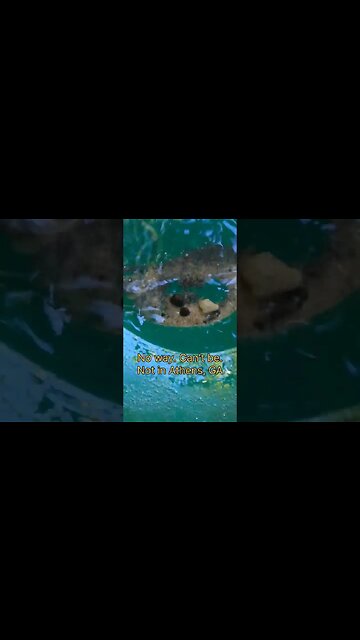 Undiscovered GOLD DEPOSIT in Athens, GA!!! #findinggold #goldprospecting