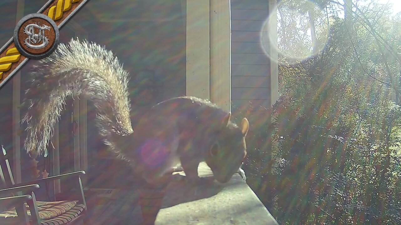 Afternoon Squirrel Close Up TrailCam iZeeker IG600