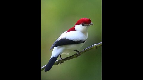 Beautiful bird 🕊️ video feel the beauty of nature