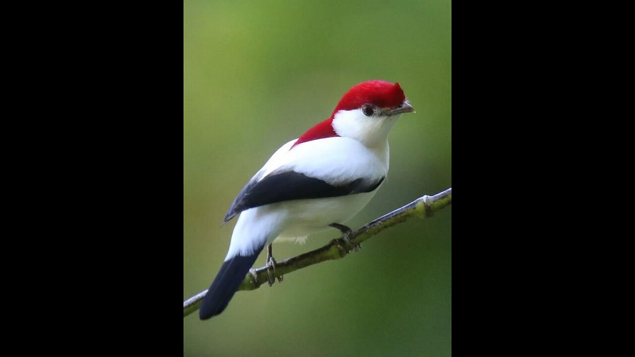 Beautiful bird 🕊️ video feel the beauty of nature