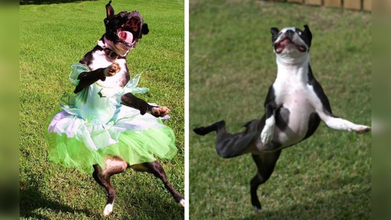 Cute dog dancing with their owner😍😂😂😂