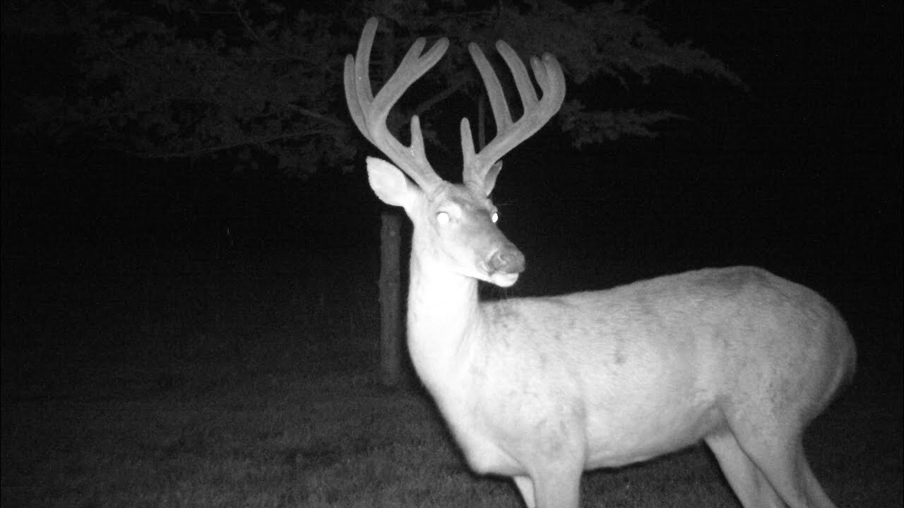 Trail Camera Update: 8/3/22