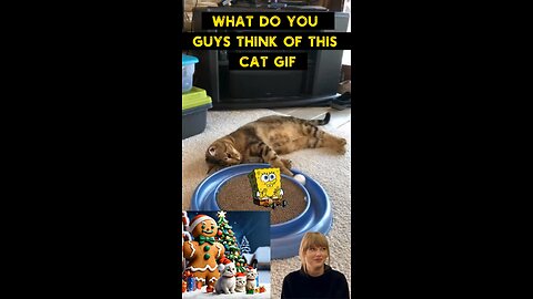 Cute Cat Gif