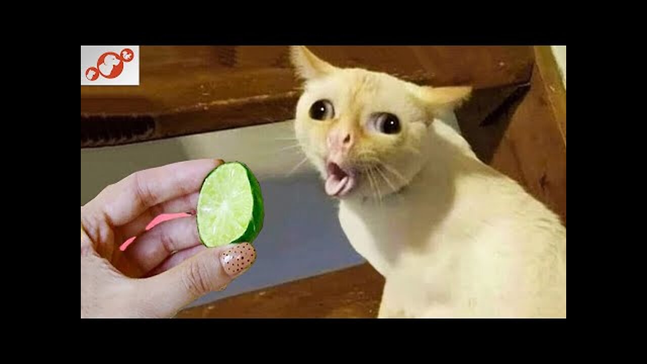 🙉 Funny Dogs, Cats and Animals Videos 🤩 Best Of The Best Compilation!