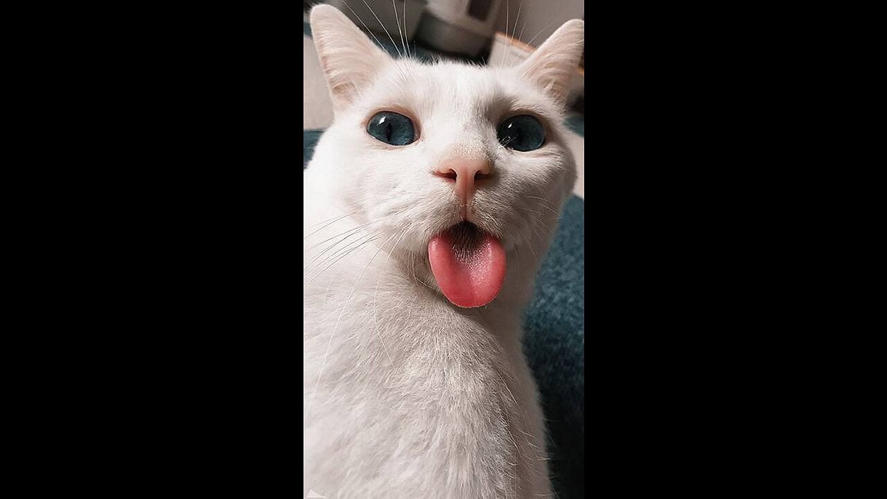 Cat,funny cat,cat home,cat lover