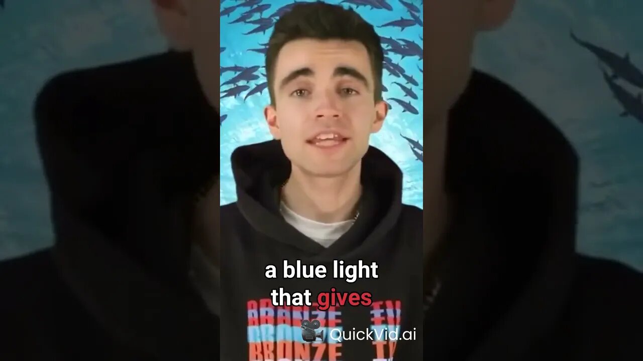 female sea sapphires