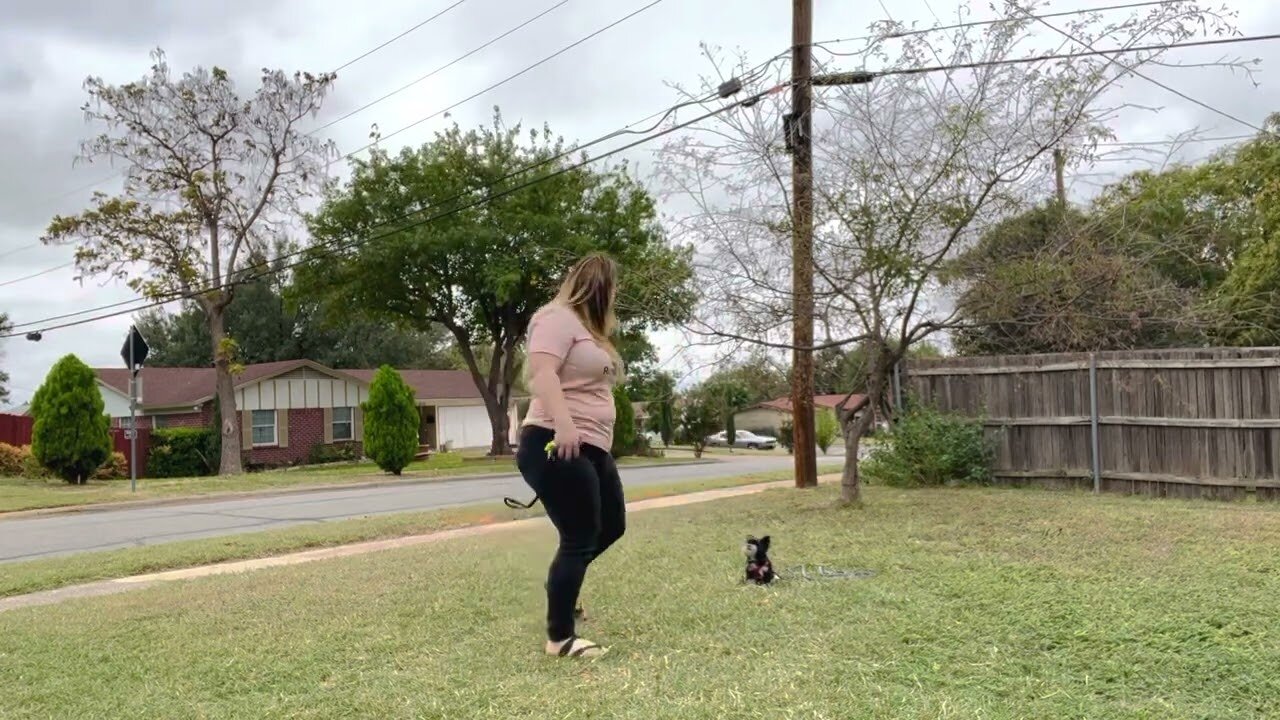 Small Terrier Learns Sit with Duration and Distance Quickly!