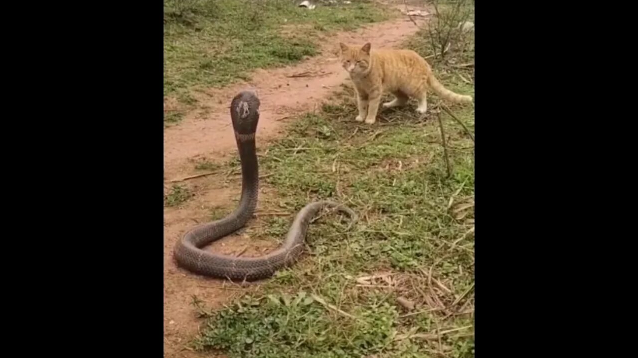 snake 🐍 and cat 🐈 funniest #shorst