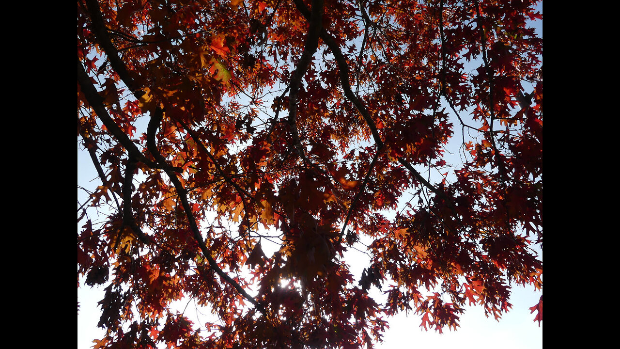 October Leaves
