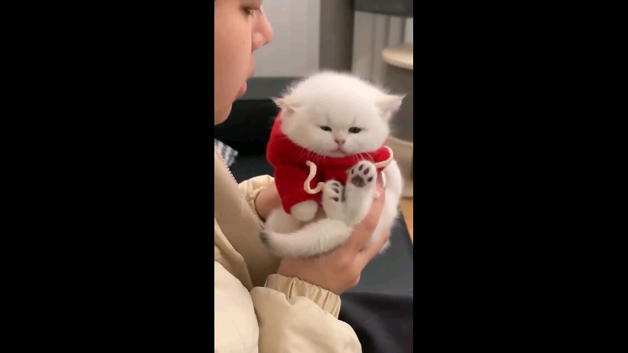 Funny_and_cute_cats and dogs 🐕🐈_2024_funny_animals_#funnytimeever_#animals