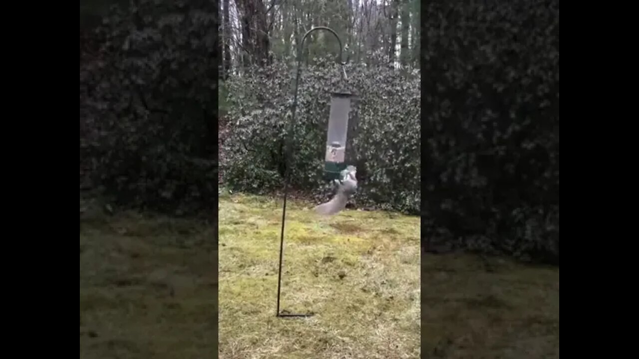 Today's physics lesson for squirrels trying to steal from the bird-feeder: conservation of momentum.