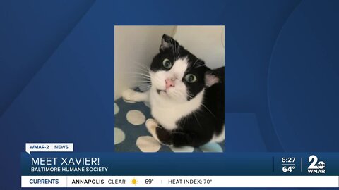 Xavier the cat is up for adoption at the Baltimore Humane Society