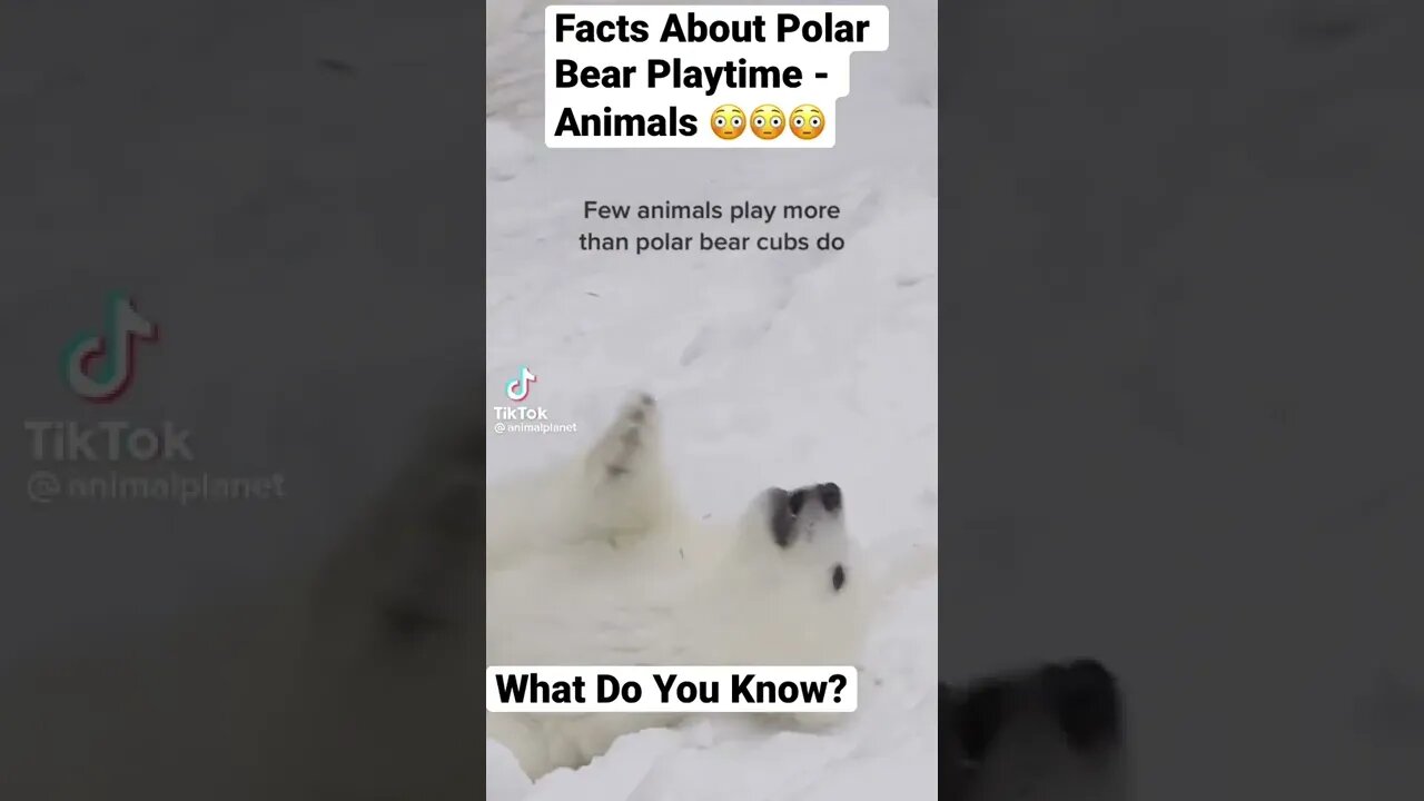 Facts About Polar Bear Playtime - Animals 😳😳😳#shorts - @animalplanet on TikTok