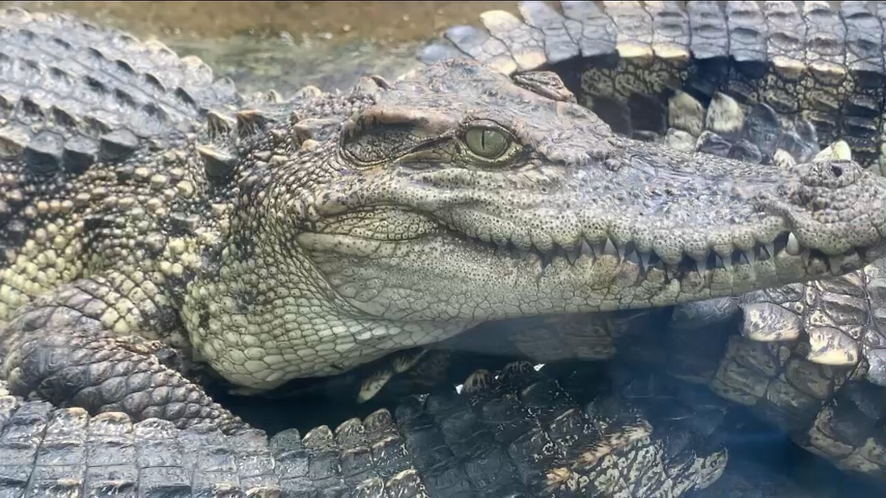 Crocodile in the zoo