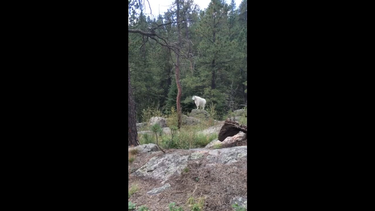 Hiking Grizzly Bear in the Black Hills