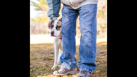 Viral Dog's 11th example of a dog's response to a stranger is running and barking.