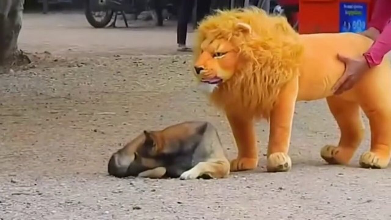 Funny troll prank involving dogs and fake Lion and Tiger