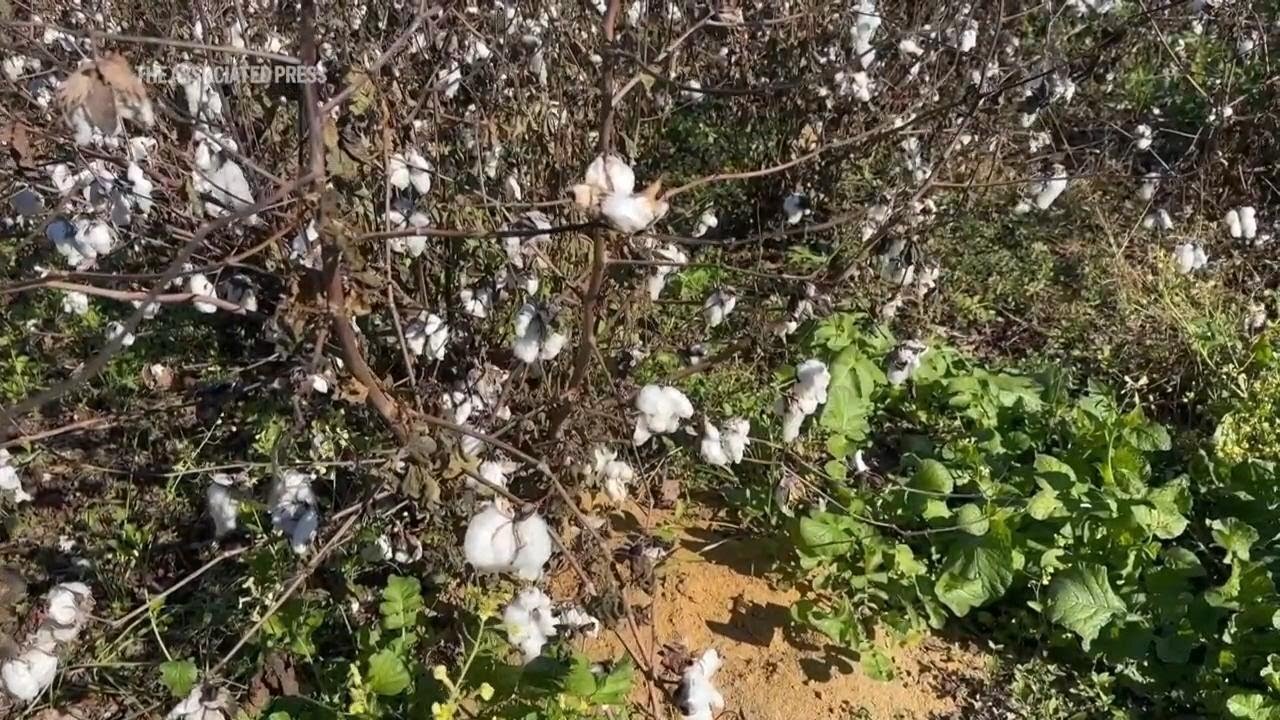 Farmers Still Reeling After Hurricane Helene Ravaged Crops Across The South