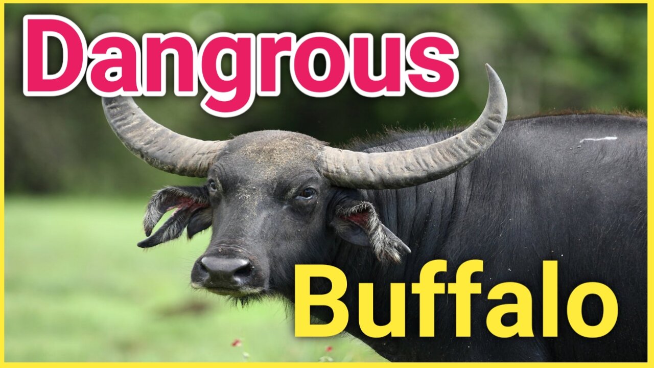 Dangrous Buffalo found in Pakistan