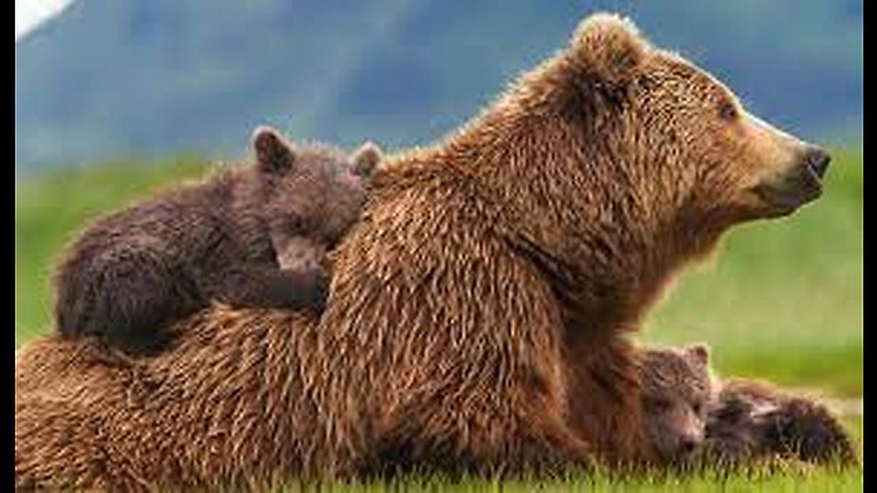 L´IMPOTENTE FAMIGLIA ORSINI...ORSO E ORSINA.