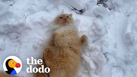 Indoor Cat Obsessed With Snow