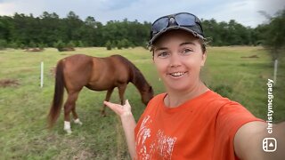 This makes my horses happy every time!