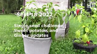 single seed challenge, Sweet Potatoe, and Ginger updates