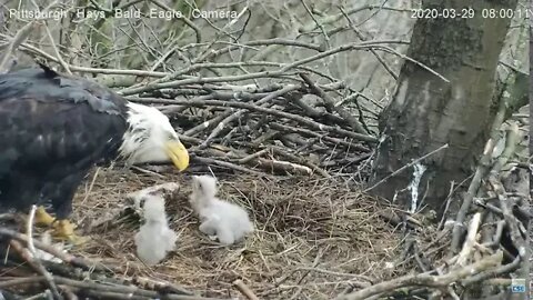 Hays Eagles H12 outside of bowl 3.29.20