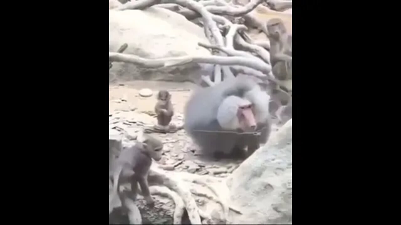 Baboon does backflip