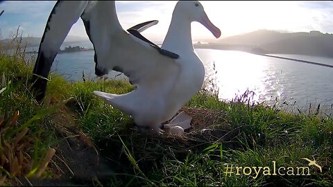 #RoyalCam 2017 highlights: Tūmanako has fledged!