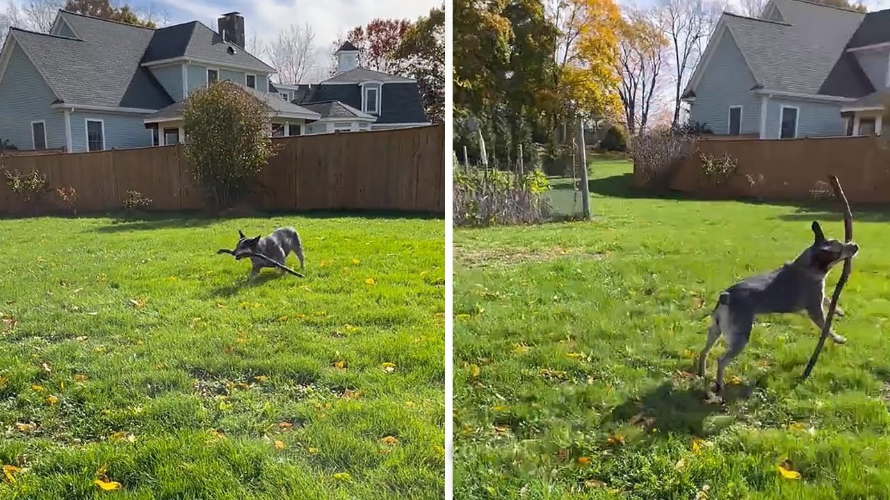 Clever pup knows how to play fetch all by herself