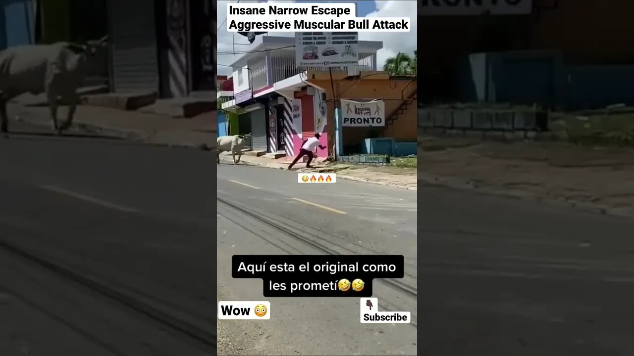 Insane Narrow Escape Aggressive Muscular Bull Attack #shorts #animals #cow #bull #wildlife