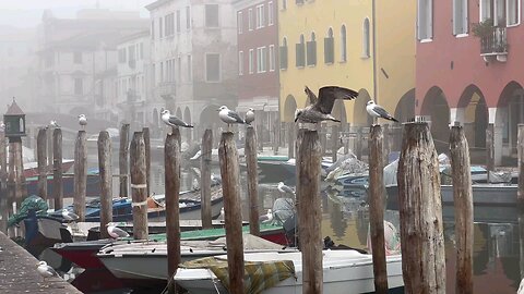 birds beach