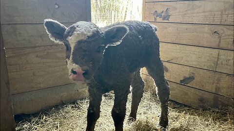 Another Surprise Calf!
