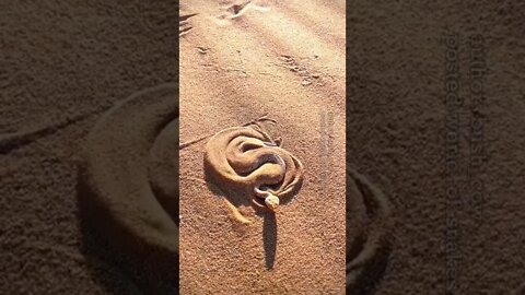 É assim que as cobras se escondem na areia😲😲😲