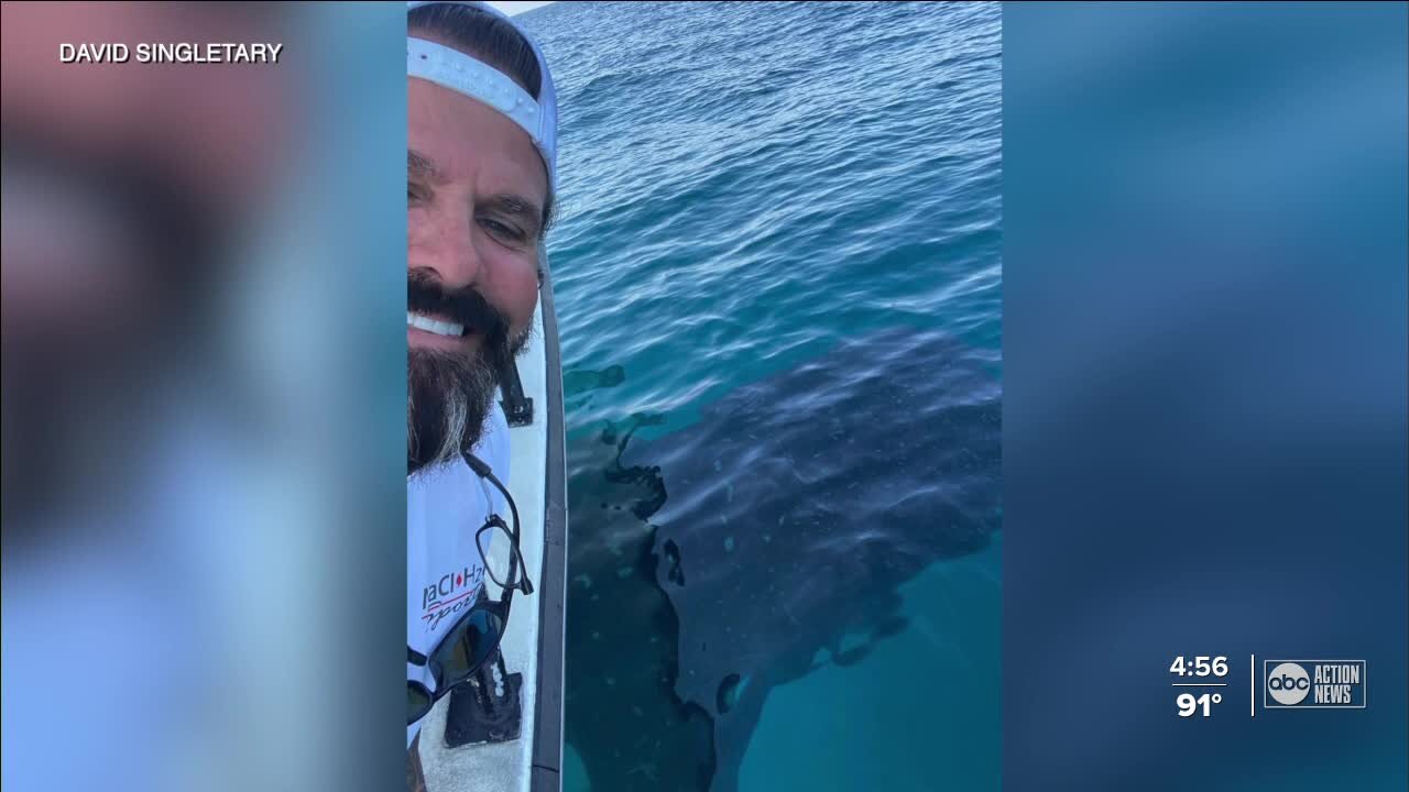 Fishing charter gets rare, up-close whale shark encounter