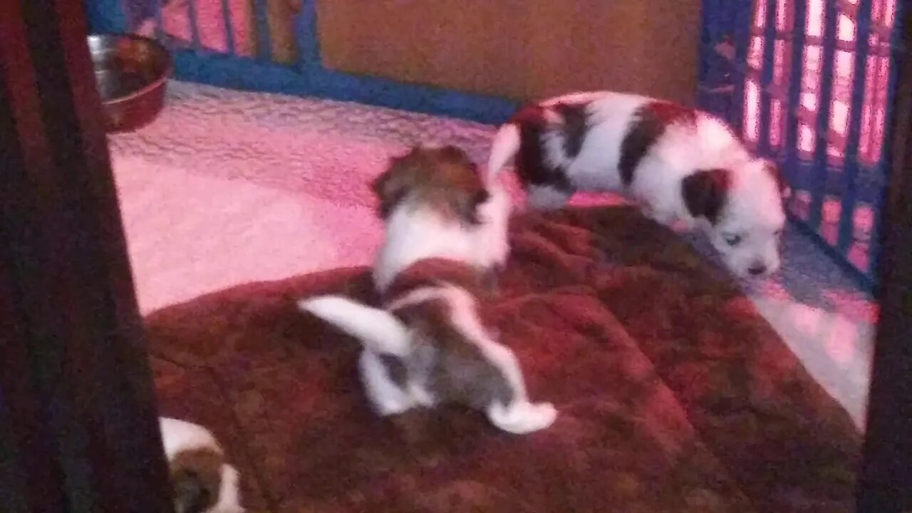 F lutter- 4 weeks old(1)