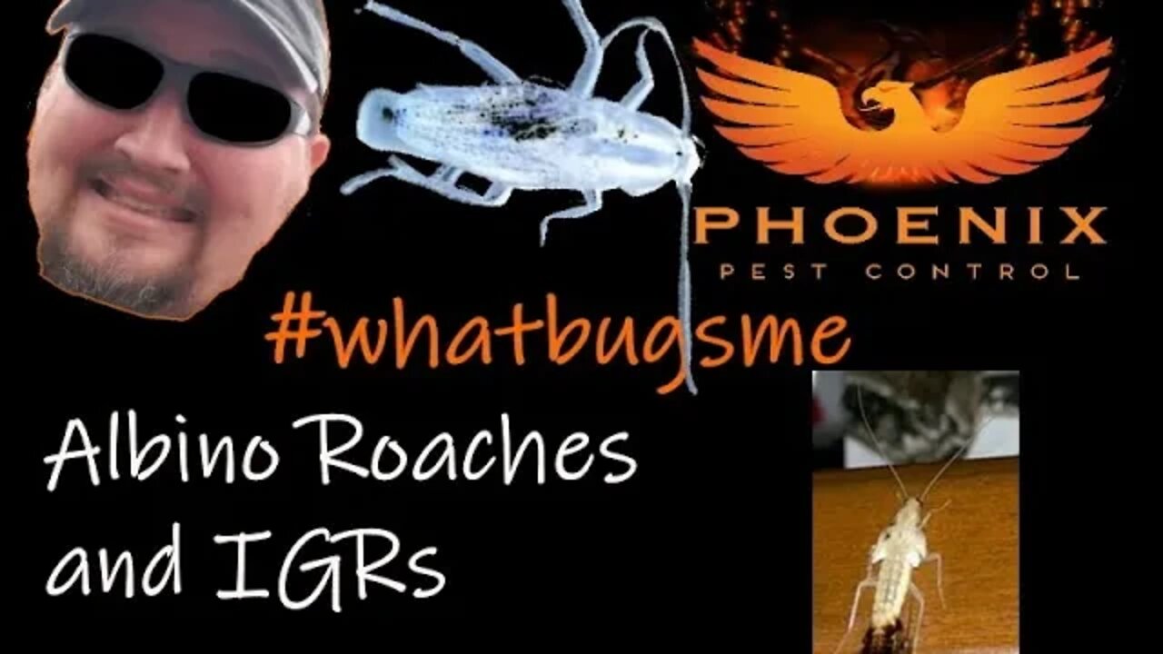 Albino Roaches and IGRs: Roach Birth Control