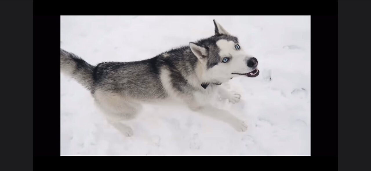 Husky boops the camera on a weekend in the snow