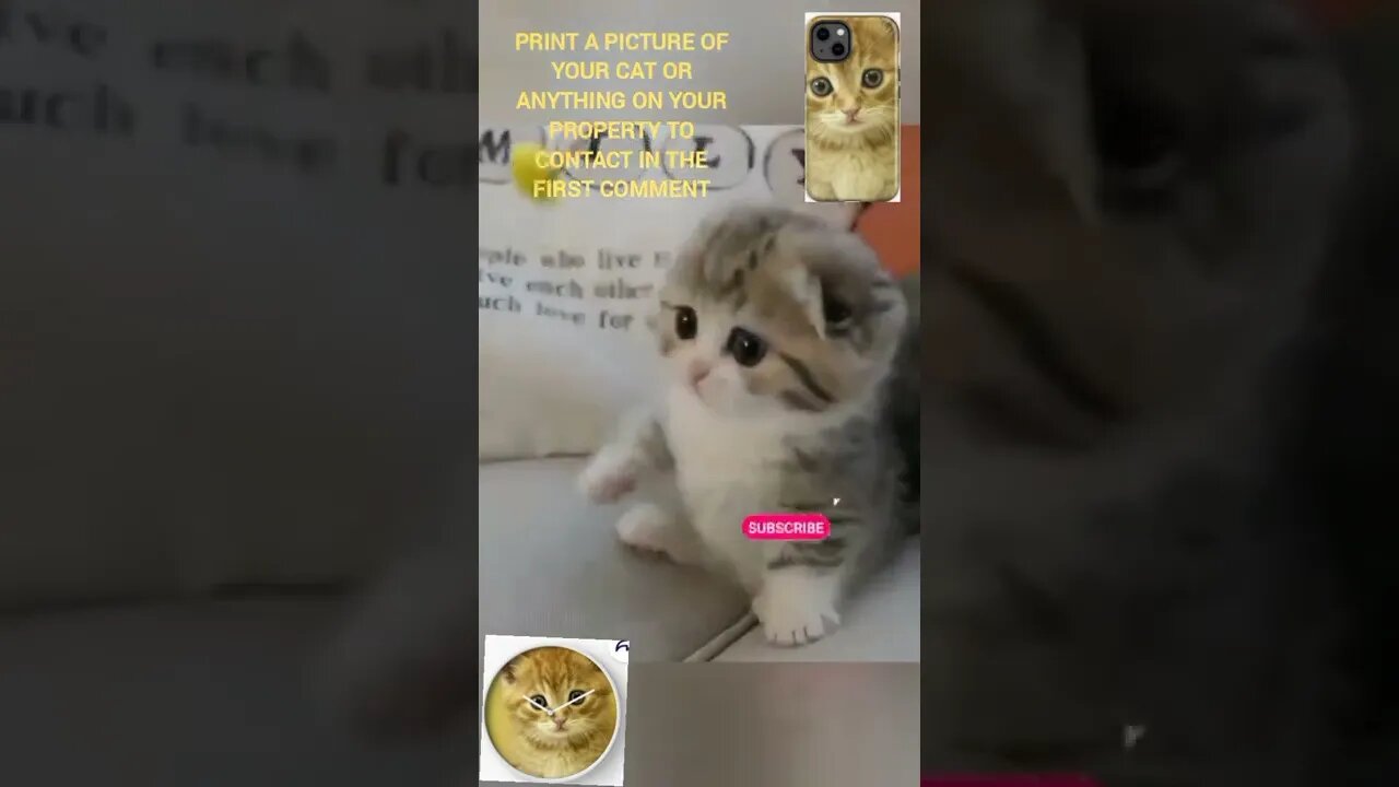 funny cat videos cute cat videos cute animals funny cats #shorts #shortsfunny #cutecat #funnycat
