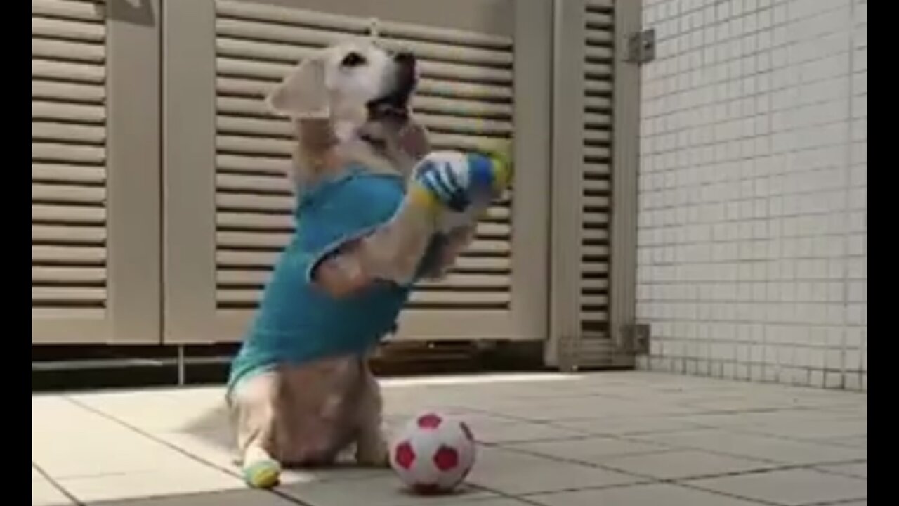 This cute little dog can play football and he is the goal keeper