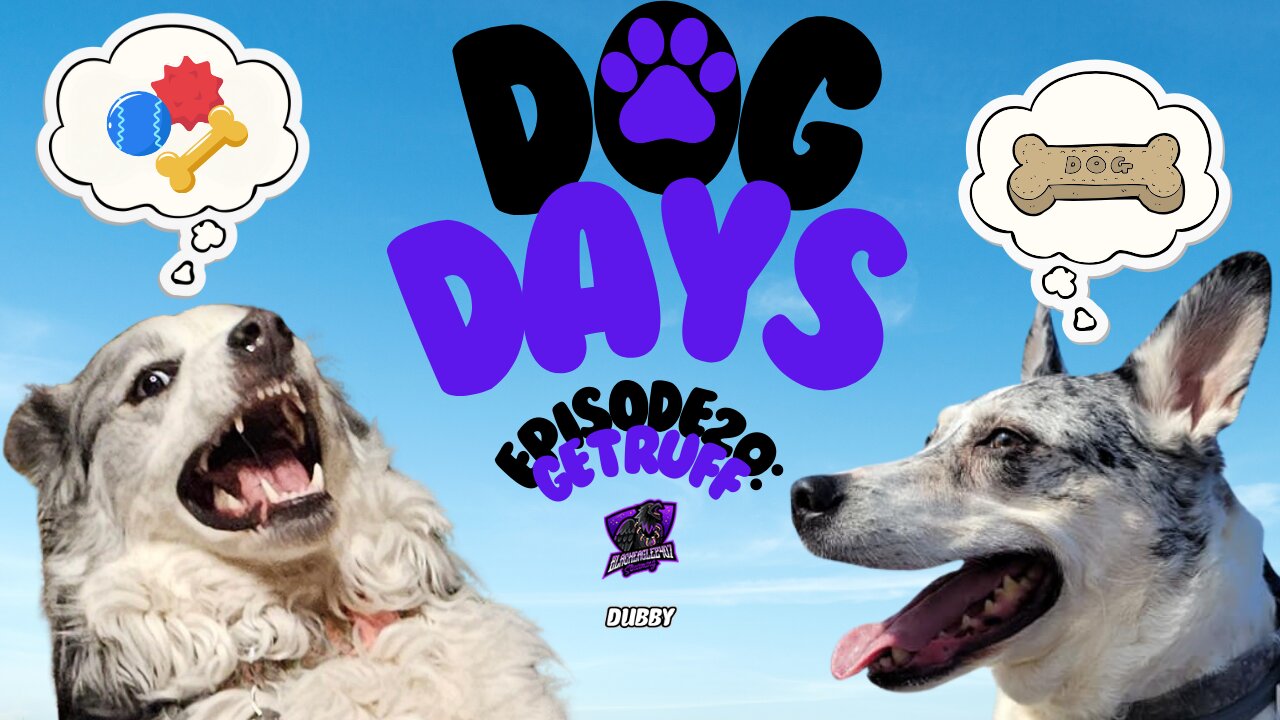 Dog Days Episode 20: Get Ruff [Australian Shepherd Blue Heeler Husky Mix]