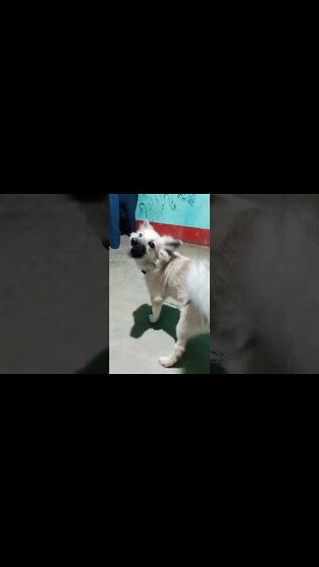 Cute Baby Puppy || Cute and Funny Cat Videos 2022🐈😹 #shorts #funny