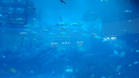 dubai mall aquarium